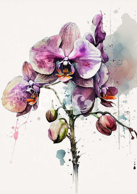 Purple Orchid